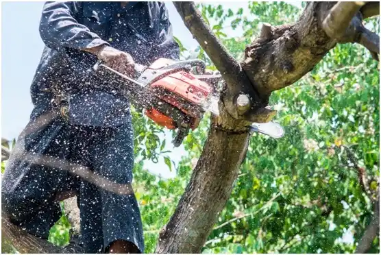 tree services Silverdale